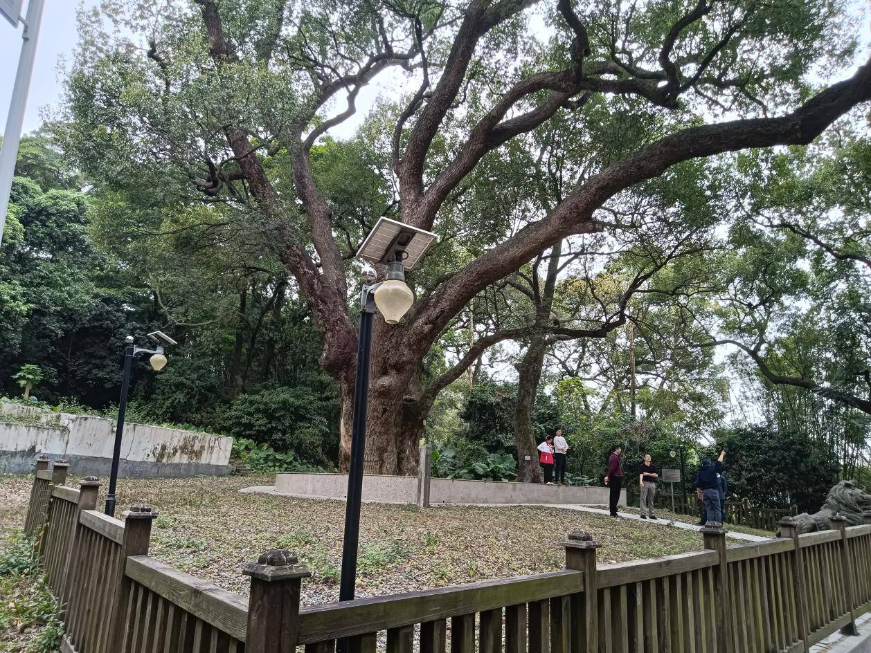鹤山最古老的樟树：她今年650岁啦！
