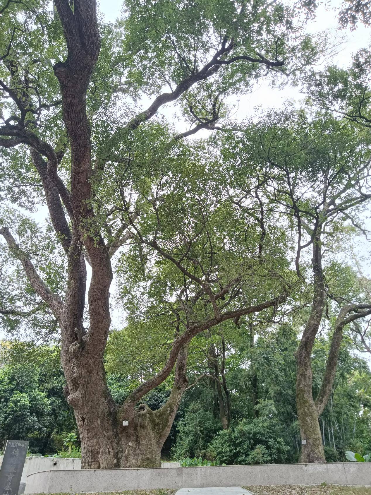 鹤山最古老的樟树：她今年650岁啦！
