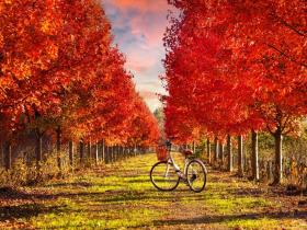 北美枫叶染红浙江平湖千亩郁园乡野